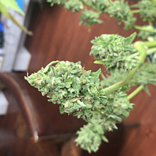 Trans Siberian Autoflower