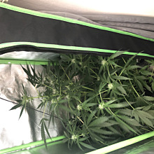 Auto Blueberry Banana