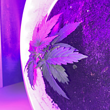 60 Days Grapefruit Auto