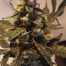 Afghan Skunk Auto