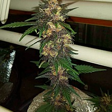 Narco Purps Auto