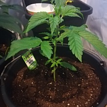 Kera Critical Auto