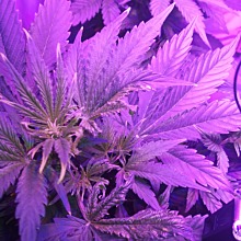 Kera Critical Auto