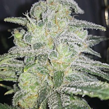 NY Diesel