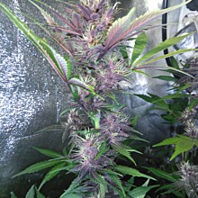 Auto Blackberry Kush