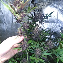 Auto Blackberry Kush