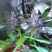 Auto Blackberry Kush