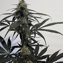 Lowryder 2 Auto