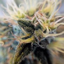 Lowryder 2 Auto