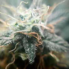 Lowryder 2 Auto