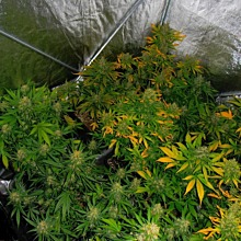 Cream Mandarine Auto