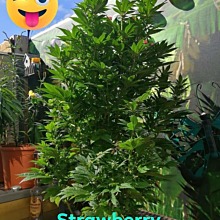 Arjan's Strawberry Haze