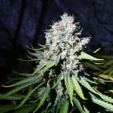 Liberty Haze 