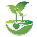 Feminised Seeds