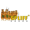 Spliff Seeds