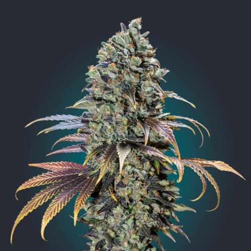 Chocolate Cream - 00 Seeds