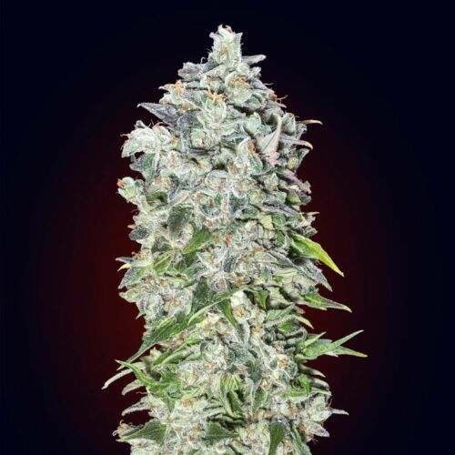 00 Kush Autoflower - 00 Seeds