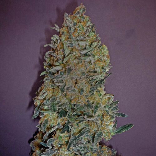 00 Kush - 00 Seeds