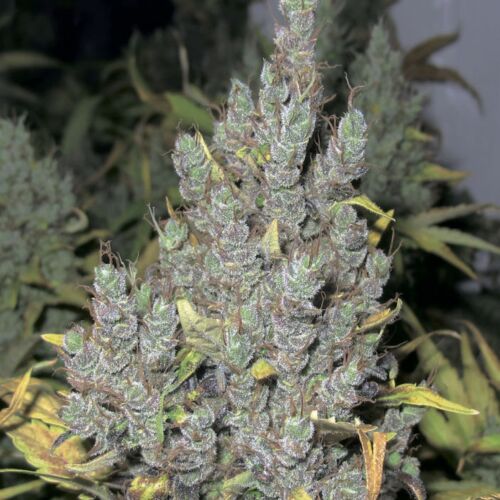 2046 - Medical Seeds