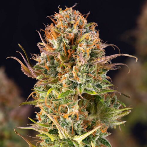 5Star Auto Orange Bud - PowerStrains