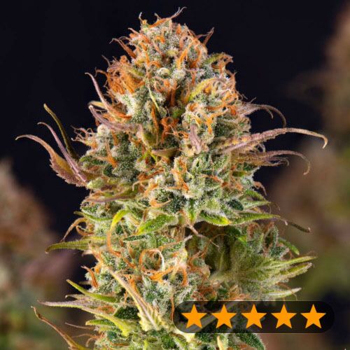 5Star Auto Orange Bud - PowerStrains