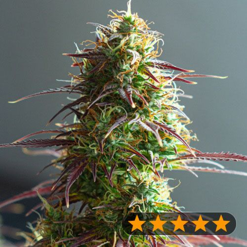 5Star Auto Strawberry Haze - PowerStrains