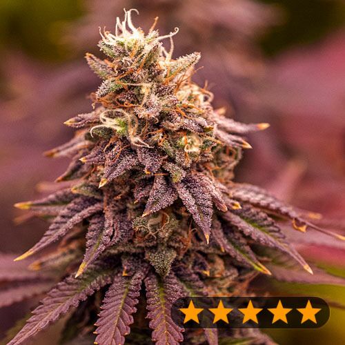 5Star Berry Moonrocks XL Auto - PowerStrains