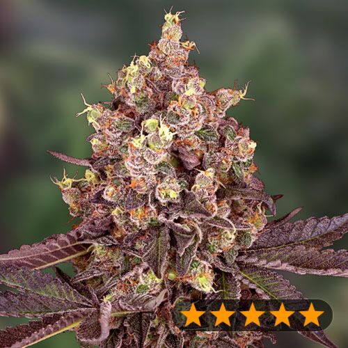 5Star Cherry Pie Auto - PowerStrains