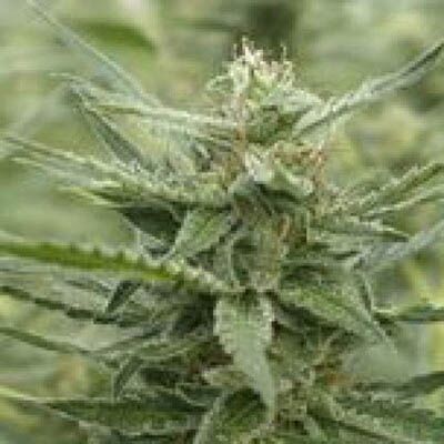 AK-107 - 710 Genetics