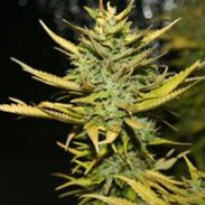 G13 Hashplant - 710 Genetics