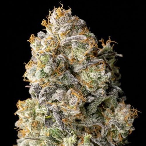 Acai Mintz - Advanced Seeds