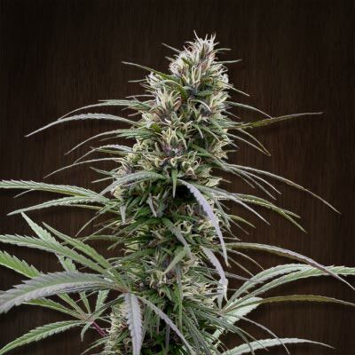 Congo Feminised van Ace Seeds