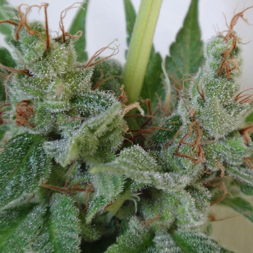 Kali China feminised - Ace Seeds