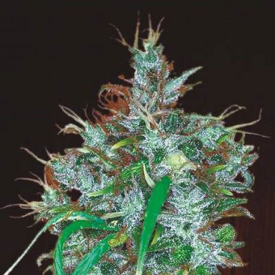 Panama Haze - Ace Seeds