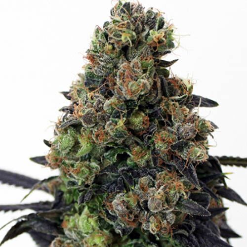 Acid Dough - Ripper Seeds