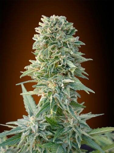 Auto Jack Herer Autoflower - Advanced Seeds