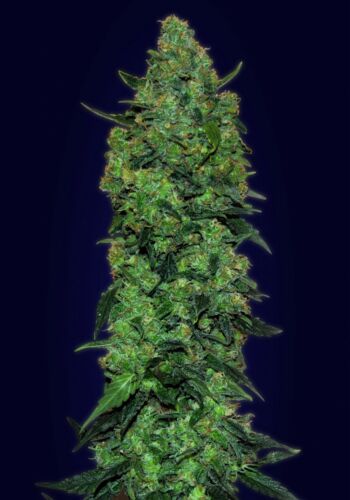 Auto Skunk Mass - Advanced Seeds