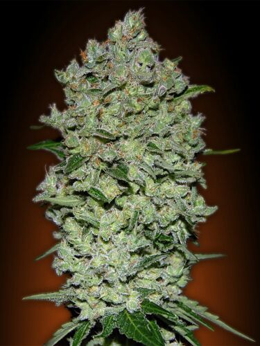 Biodiesel Mass Automatik - Advanced Seeds