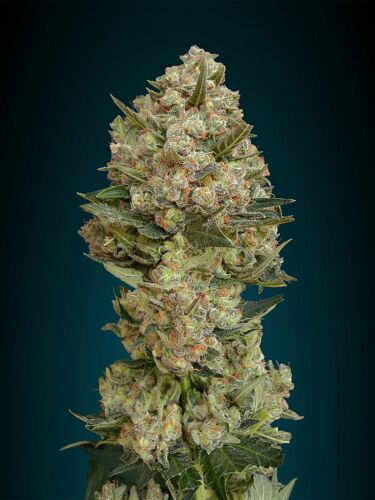 Critical -  Advanced Seeds