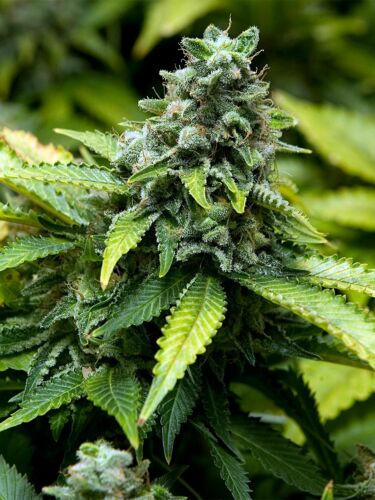 Early Widow - Advanced Seeds