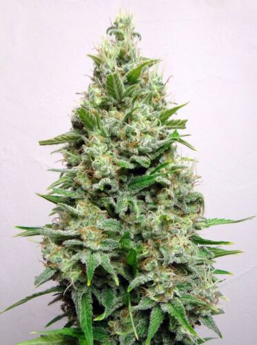 Kali 47 - Advanced seeds