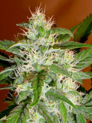 Kaya 47 - Advanced Seeds