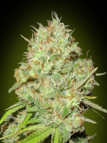 Shark Widow - Advanced Seeds