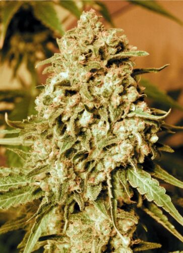 Somango Widow - Advanced seeds