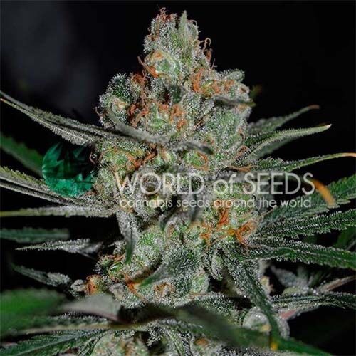 Afghan Kush Early - World of Seeds