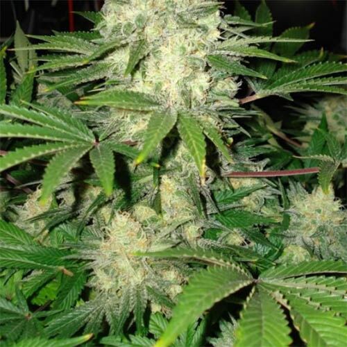 Afghan Skunk - Huismerk