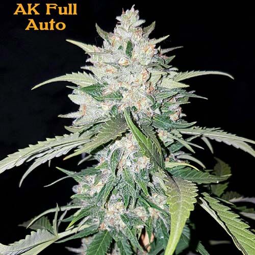 AK Full Auto - Sumo Seeds