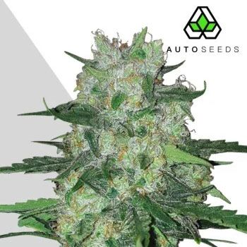 AK47 Auto - Auto Seeds