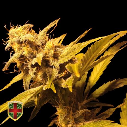 Big Marley - All-in Medicinal Seeds