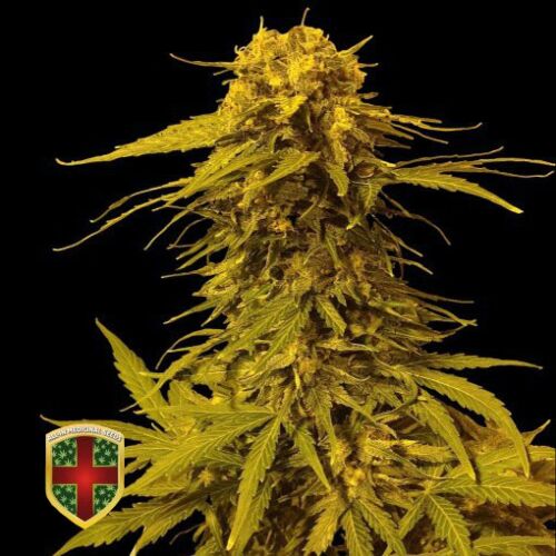 Monster Skunk Auto - All-in Medicinal Seeds